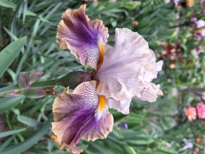 Rare blend - Irisi 2024