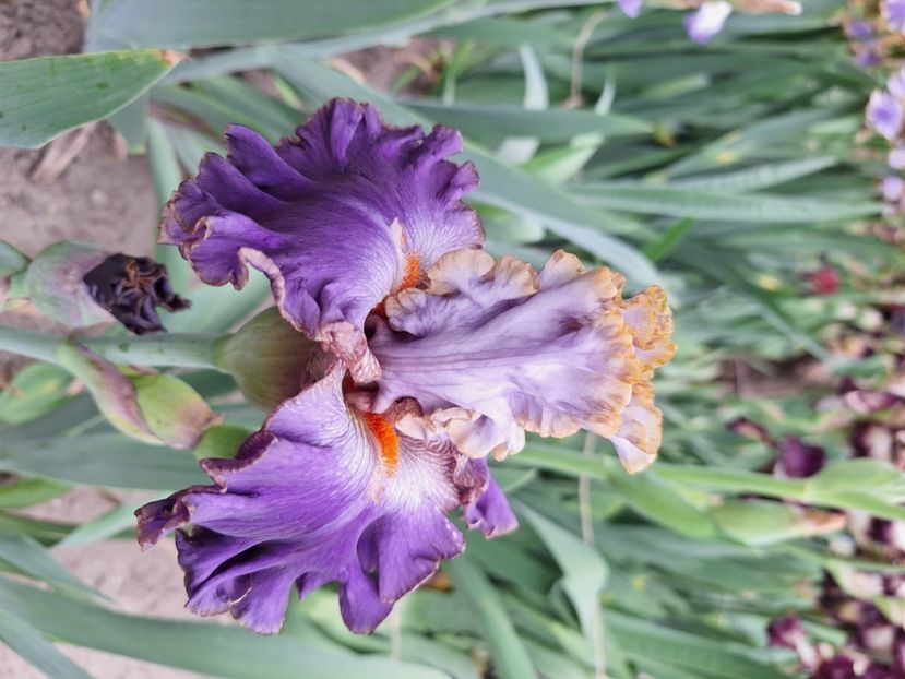 Zlata laguna - Irisi 2024