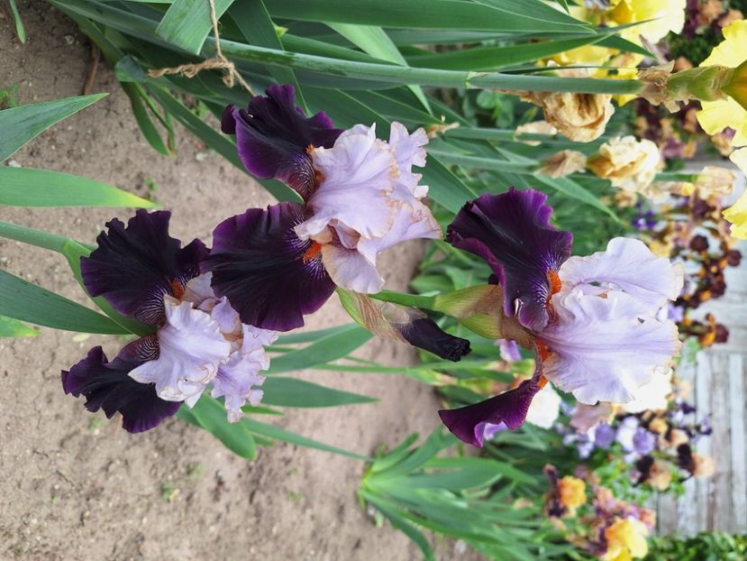 Royal sunset - Irisi 2024