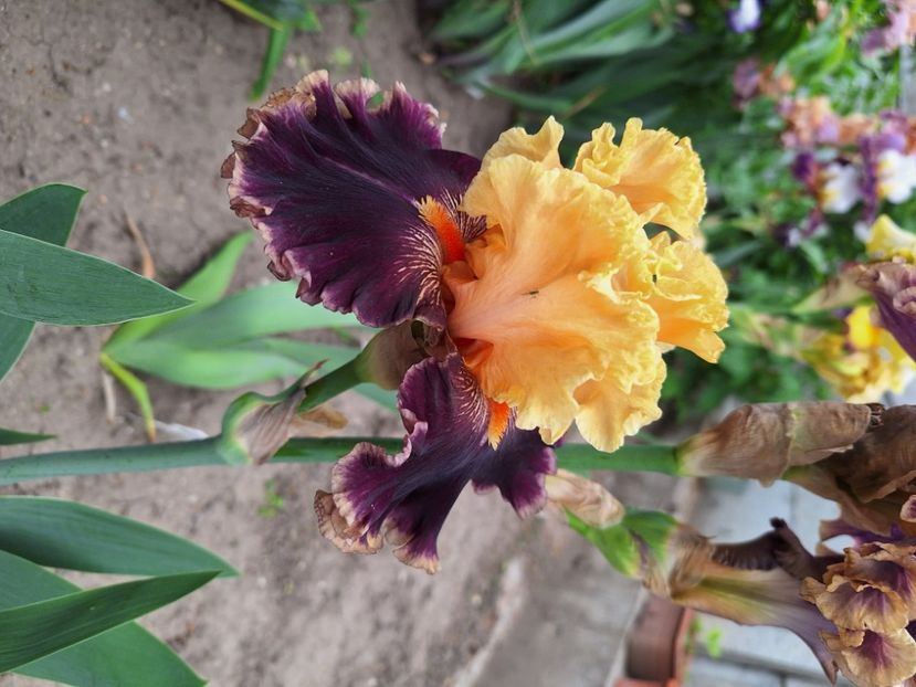 Renaissance place - Irisi 2024