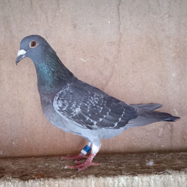 Femela 21-696....-10 lei - Porumbei vanduti