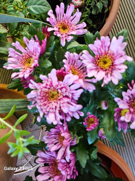  - Crizanteme 22 23 24