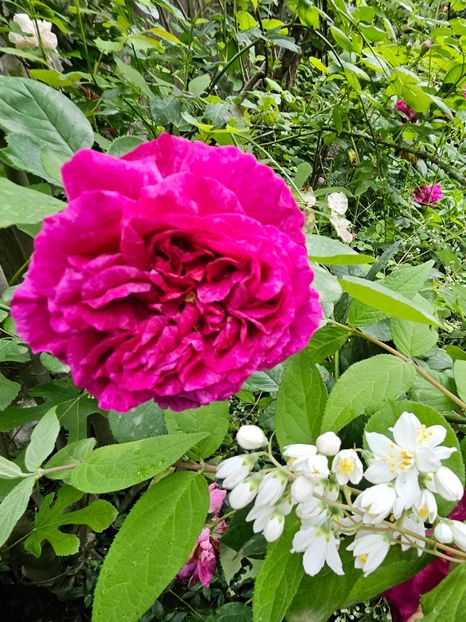  - Trandafiri 2023 3 2024