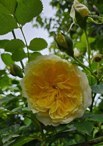  - Trandafiri 2023 3 2024