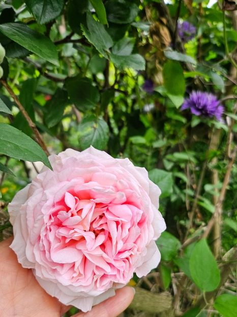  - Trandafiri 2023 3 2024