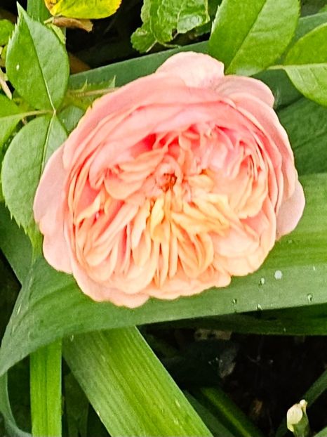  - Trandafiri 2023 3 2024