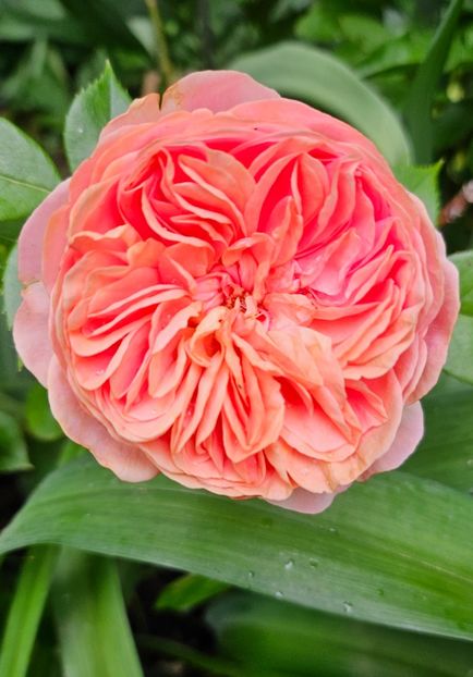  - Trandafiri 2023 3 2024