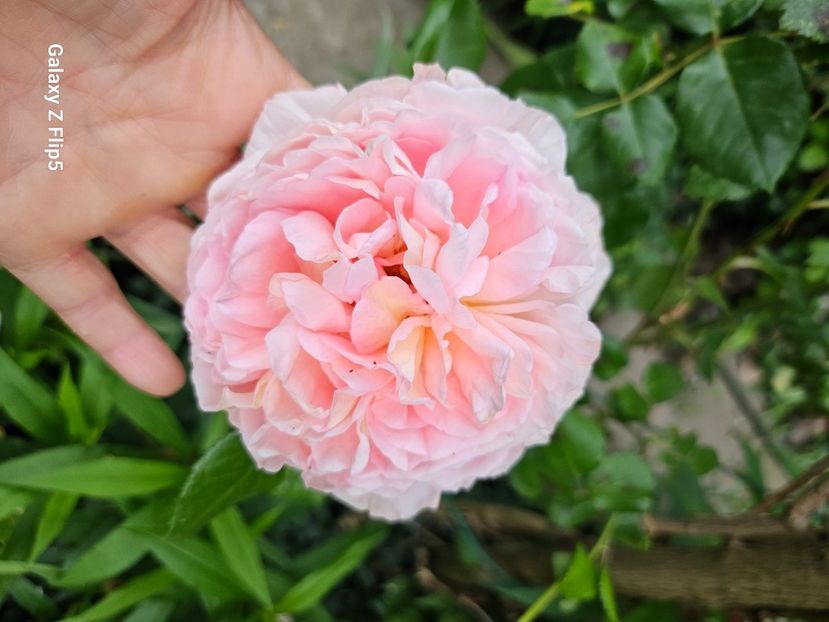  - Trandafiri 2023 3 2024