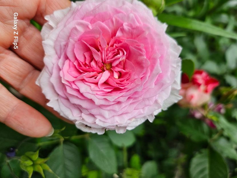  - Trandafiri 2023 3 2024