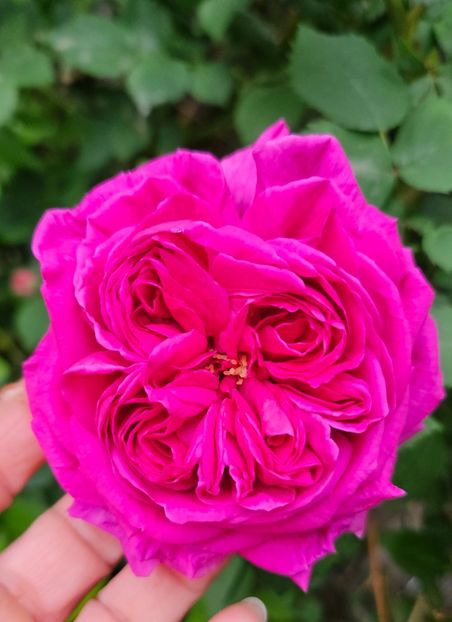  - Trandafiri 2023 3 2024