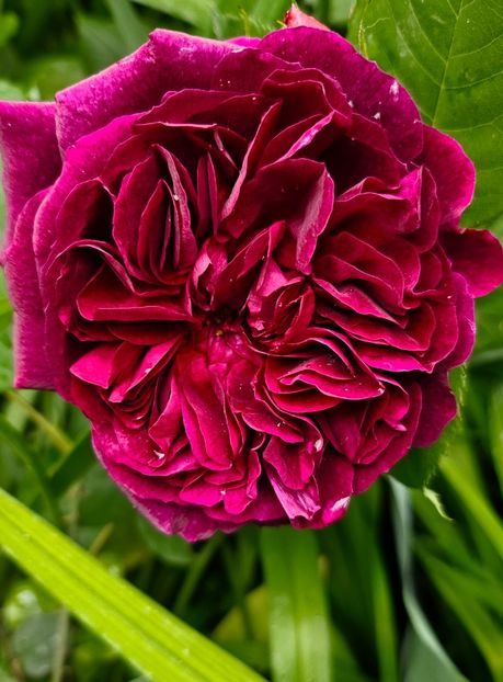  - Trandafiri 2023 3 2024