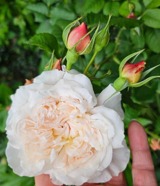  - Trandafiri 2023 3 2024