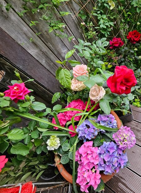  - Trandafiri 2023 3 2024