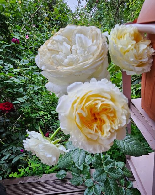  - Trandafiri 2023 3 2024