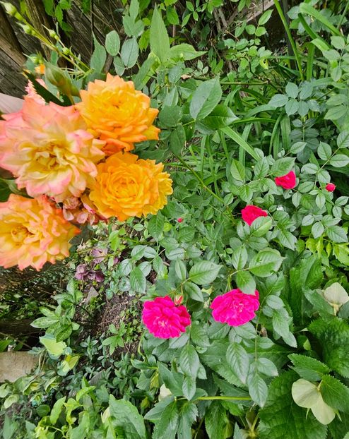  - Trandafiri 2023 3 2024