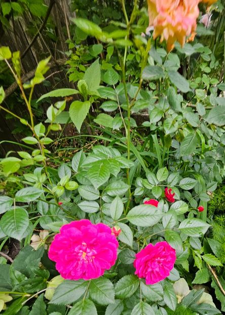  - Trandafiri 2023 3 2024