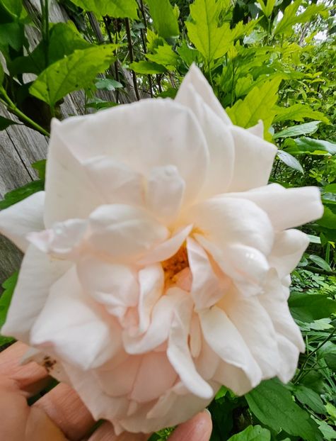  - Trandafiri 2023 3 2024