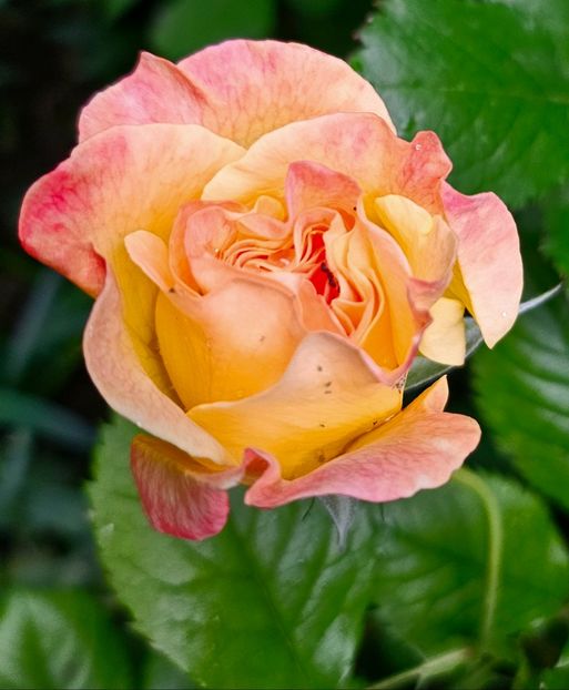  - Trandafiri 2023 3 2024