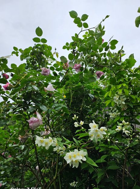  - Trandafiri 2023 3 2024