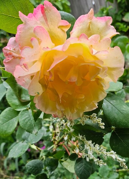  - Trandafiri 2023 3 2024