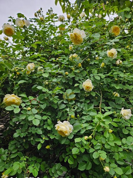  - Trandafiri 2023 3 2024