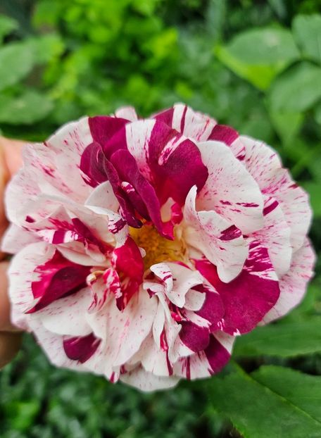  - Trandafiri 2023 3 2024