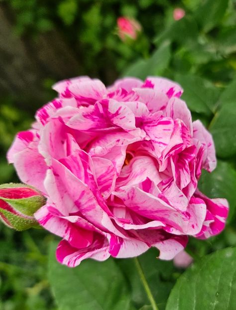  - Trandafiri 2023 3 2024