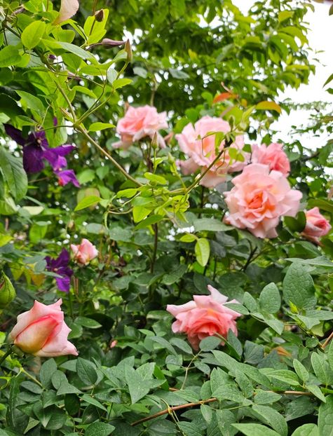  - Trandafiri 2023 3 2024