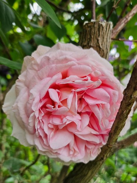  - Trandafiri 2023 3 2024