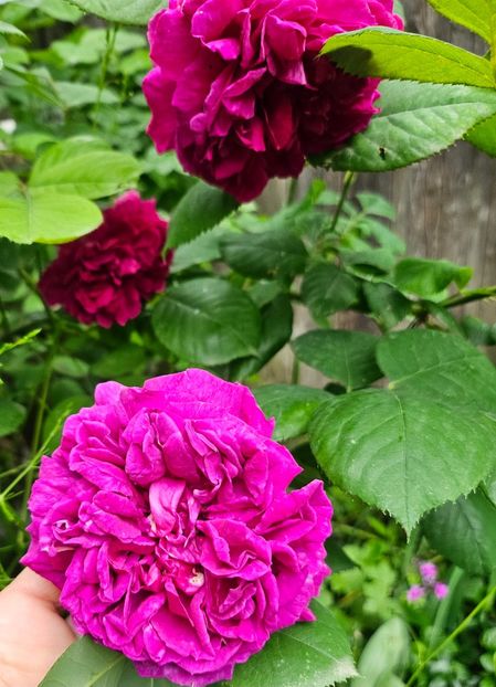  - Trandafiri 2023 3 2024