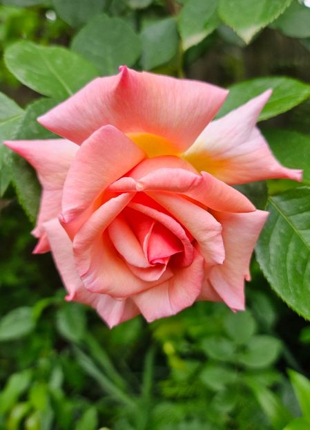  - Trandafiri 2023 3 2024