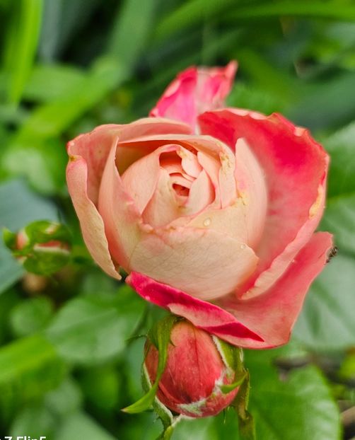  - Trandafiri 2023 3 2024