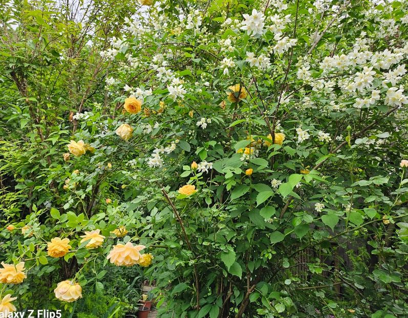  - Trandafiri 2023 3 2024