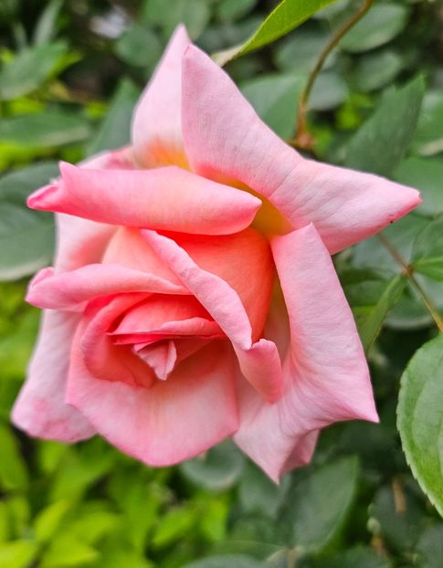  - Trandafiri 2023 3 2024