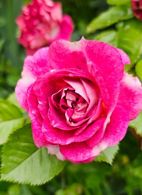  - Trandafiri 2023 3 2024