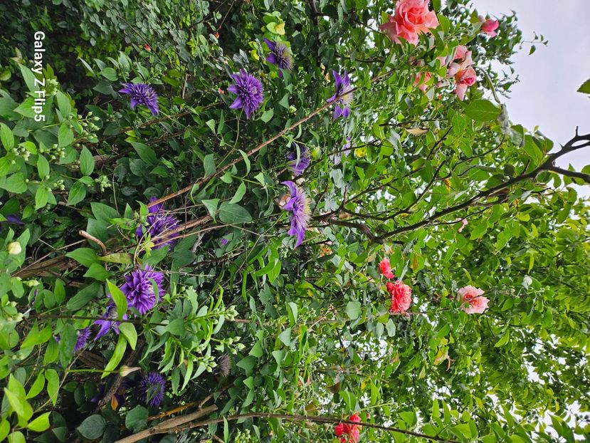  - Trandafiri 2023 3 2024