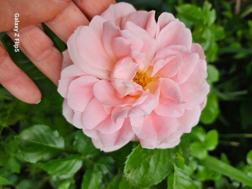  - Trandafiri 2023 3 2024