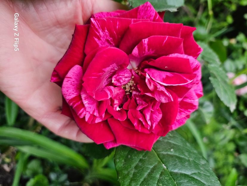  - Trandafiri 2023 3 2024