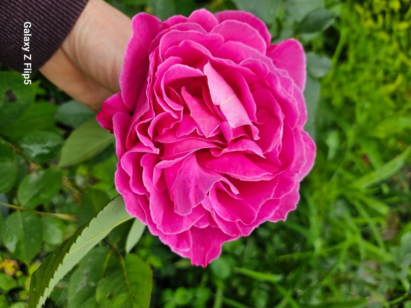  - Trandafiri 2023 3 2024