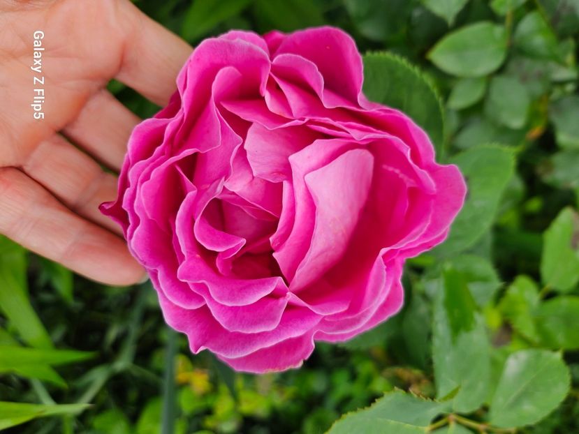  - Trandafiri 2023 3 2024