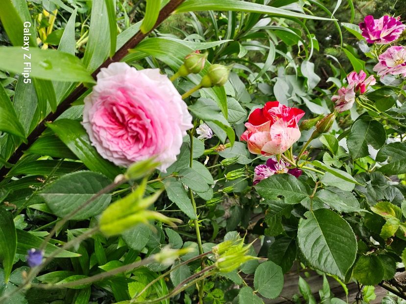  - Trandafiri 2023 3 2024