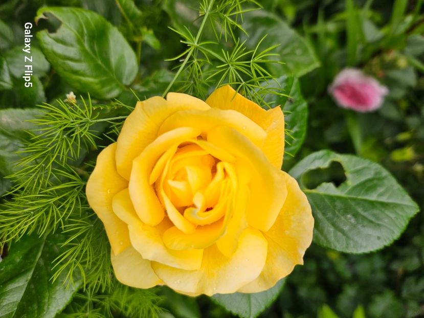  - Trandafiri 2023 3 2024