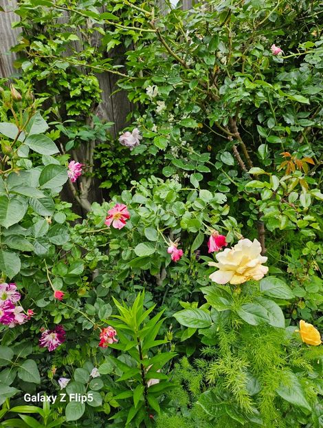  - Trandafiri 2023 3 2024