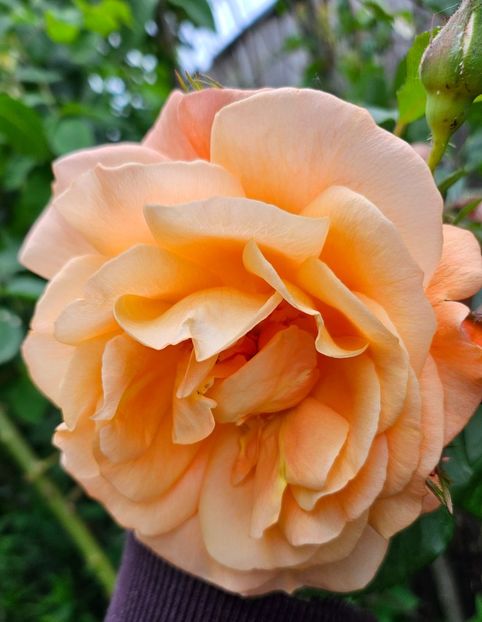  - Trandafiri 2023 3 2024