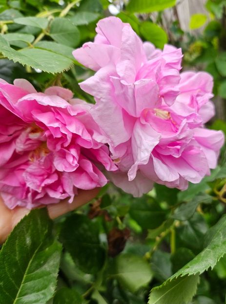  - Trandafiri 2023 3 2024