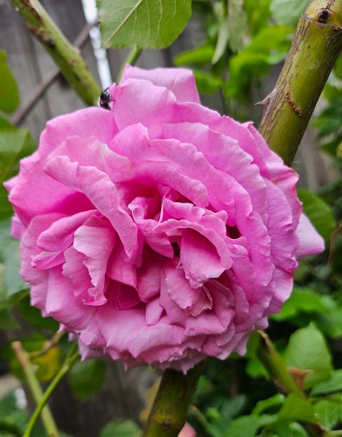  - Trandafiri 2023 3 2024