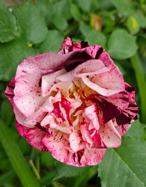  - Trandafiri 2023 3 2024