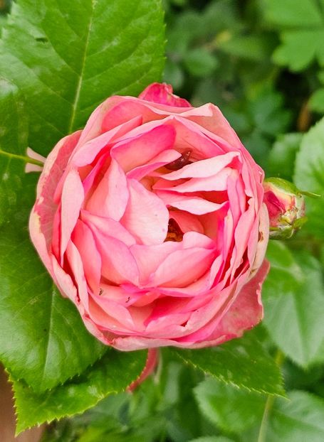  - Trandafiri 2023 3 2024