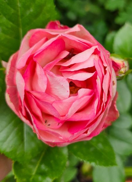  - Trandafiri 2023 3 2024