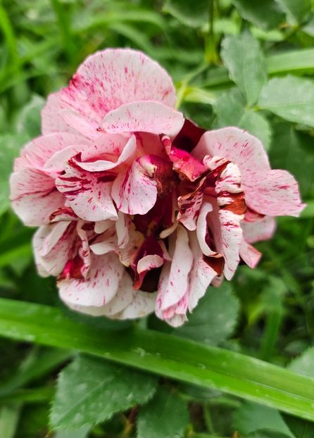  - Trandafiri 2023 3 2024